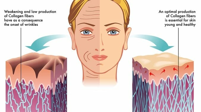 Collagen in Skin